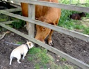 Chickpea sniffs a cow